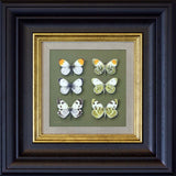 orange tip male and female bathwhite - 6" x 6"