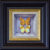 silver washed fritillary - 6" x 6"
