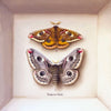 emperor moth (male & female) - 6" x 6"