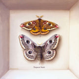 emperor moth (male and female) - 6" x 6"