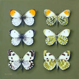 orange tip male and female bathwhite - 6" x 6"