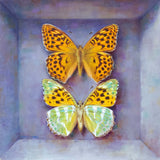 silver washed fritillary - 6" x 6"